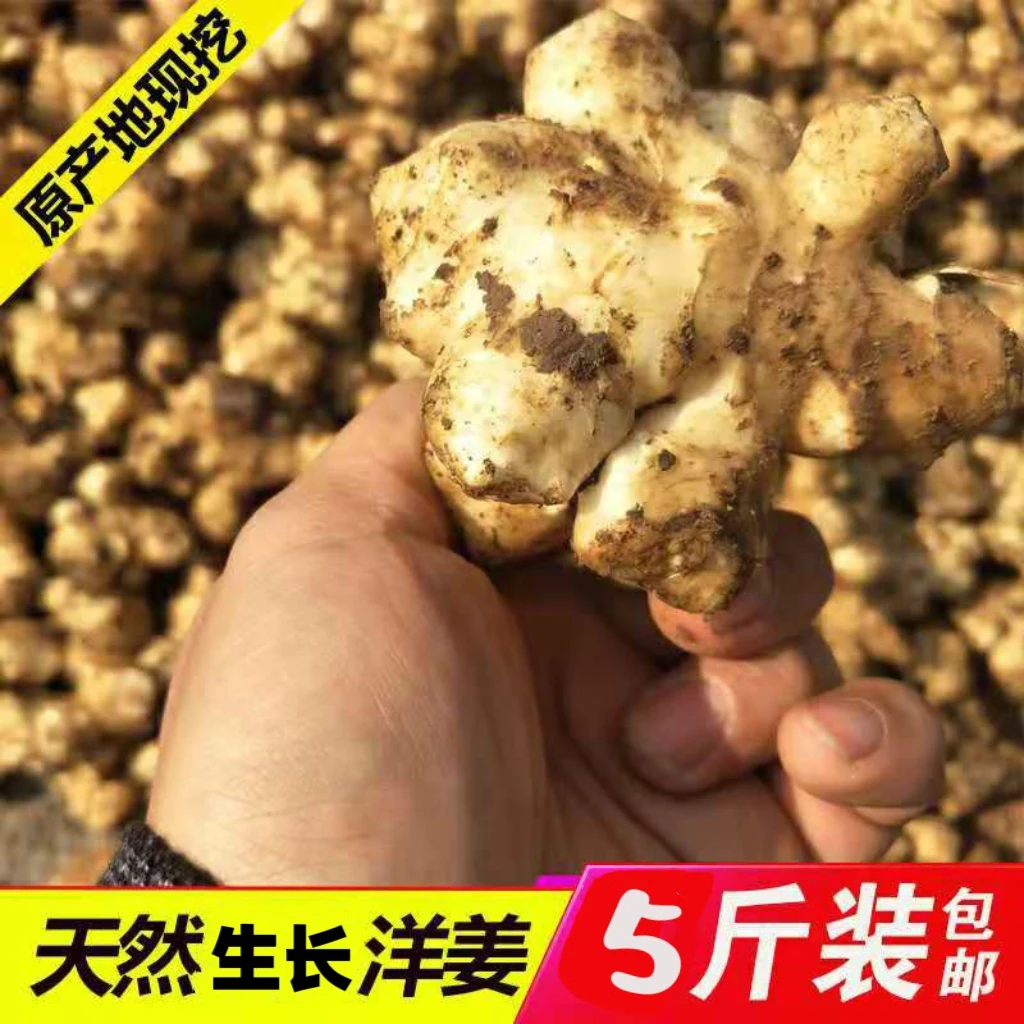 通济镇花溪村 现挖新鲜嫩洋姜 5斤装 包邮