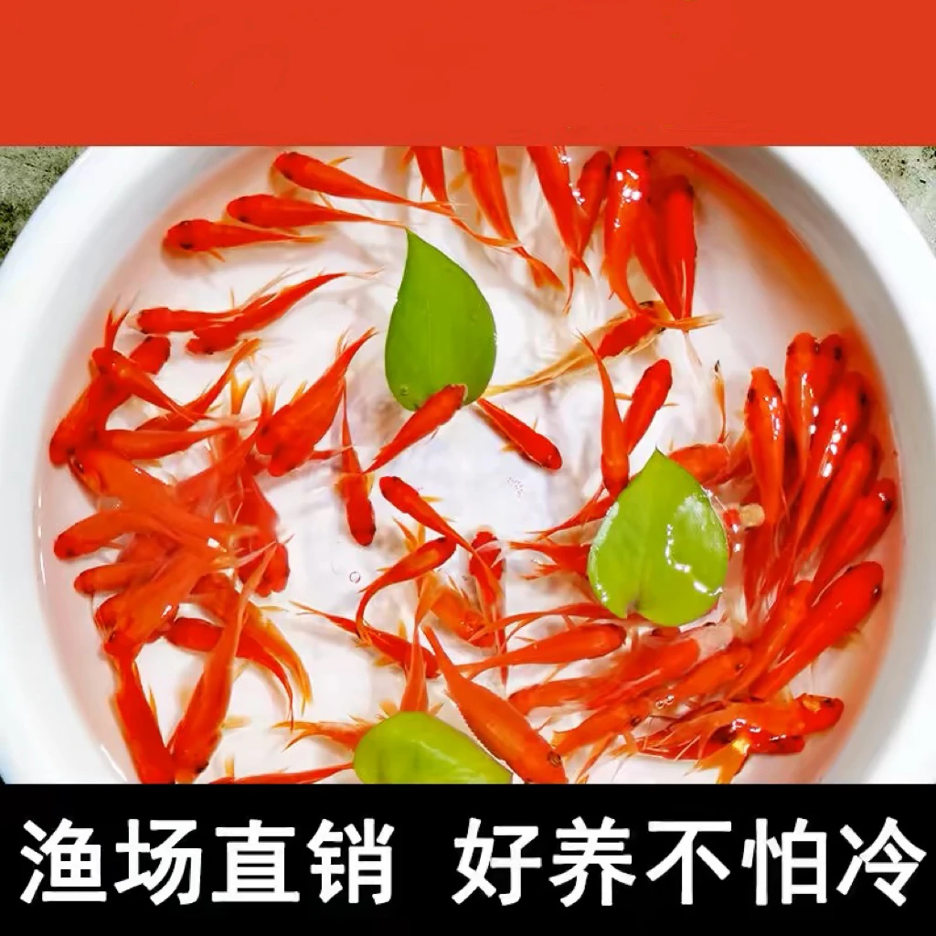 【鱼鱼馆】萌萌好物观赏鱼草金鱼冷水观赏鱼淡水冷水鱼活鱼锦鲫鱼