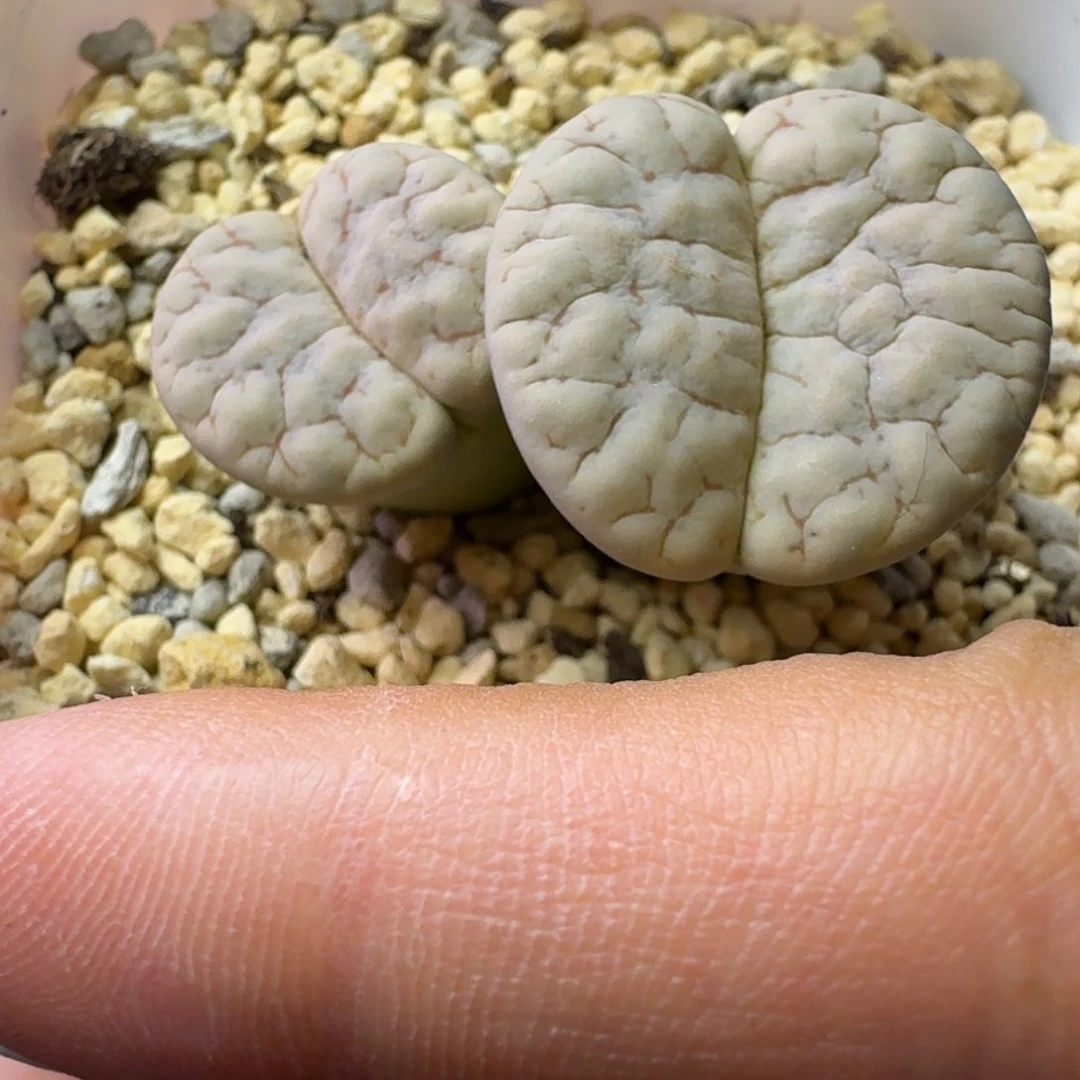 81......脱土发货....