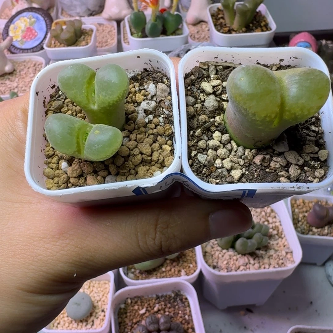 146......脱土发货...