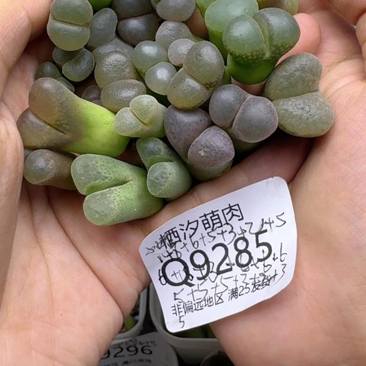 小**?285................全部
