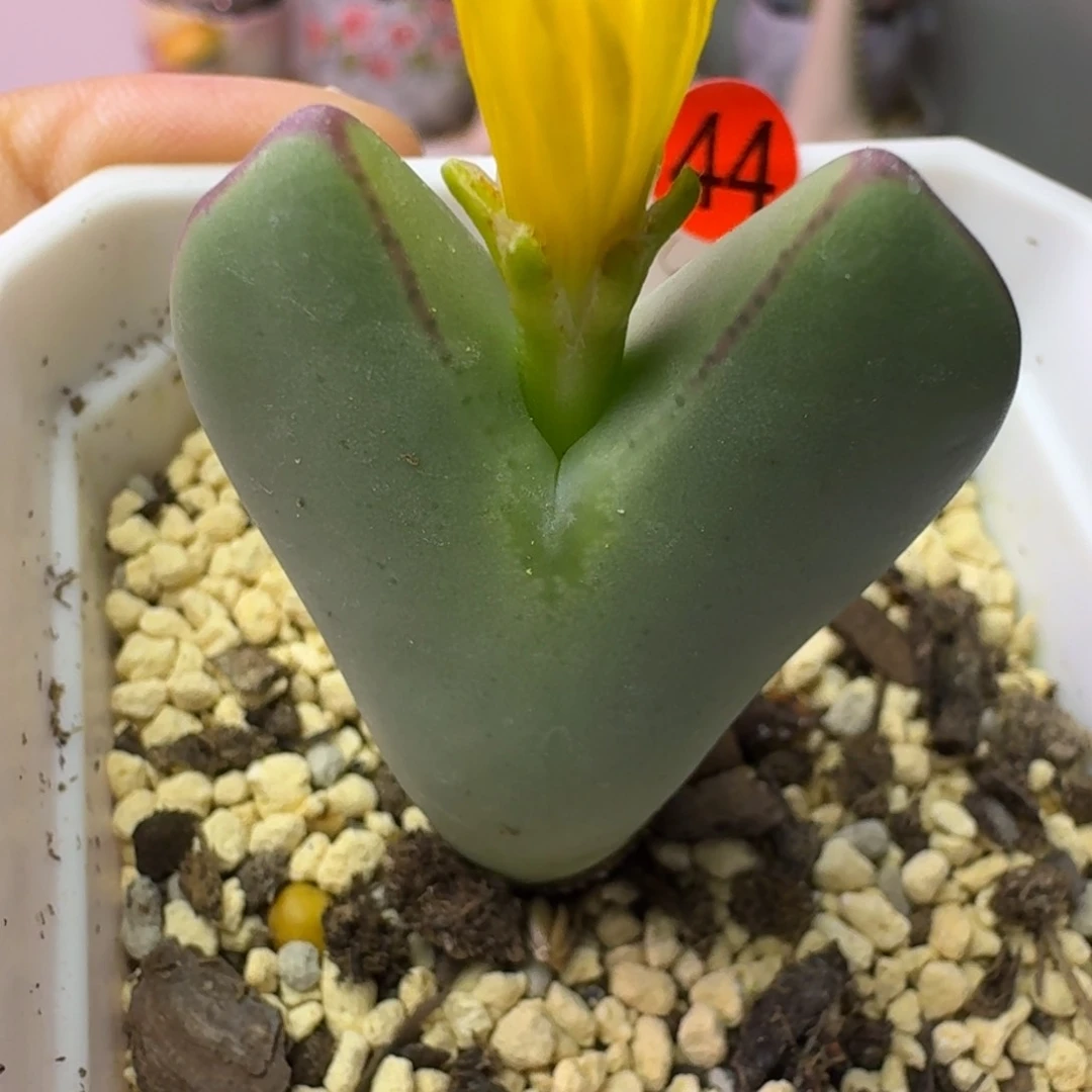 44......脱土带土球发货....