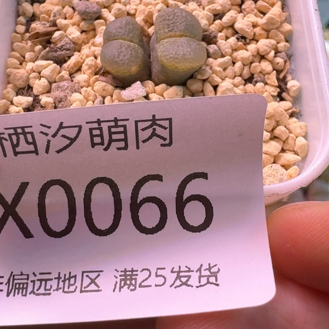 柒*066.........寄养....