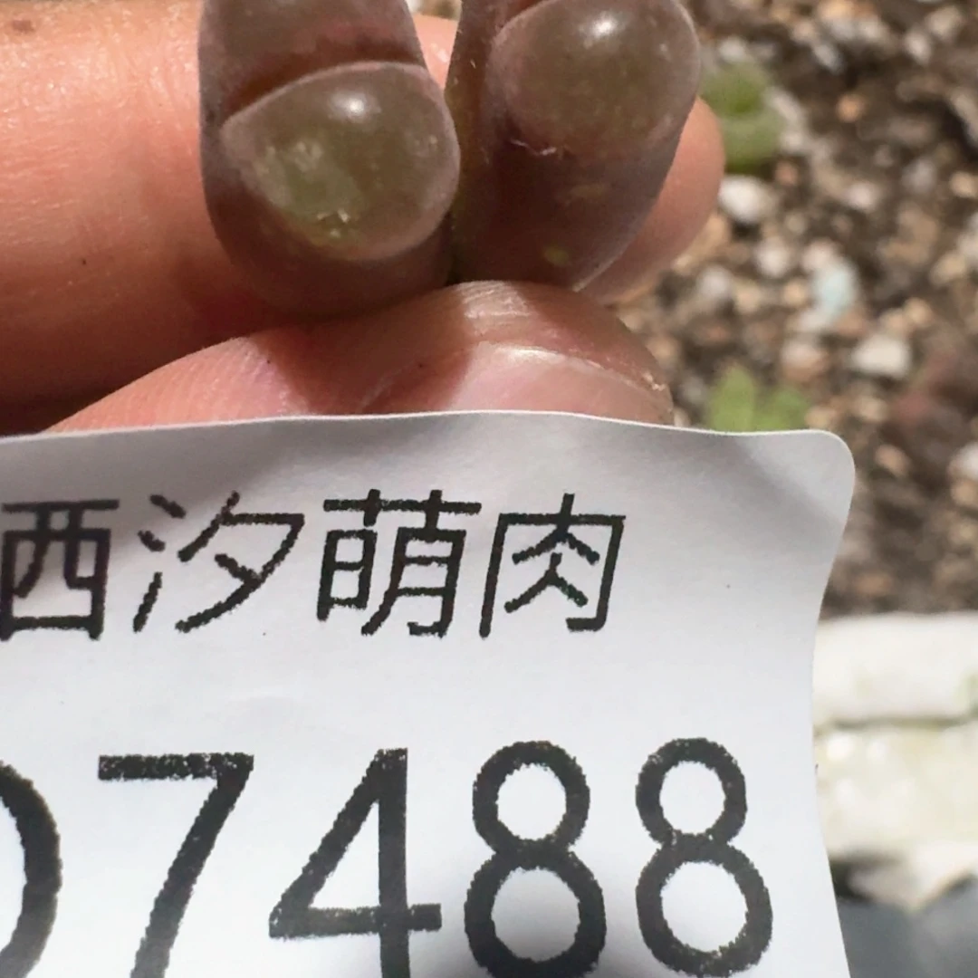 玛***！488...............
