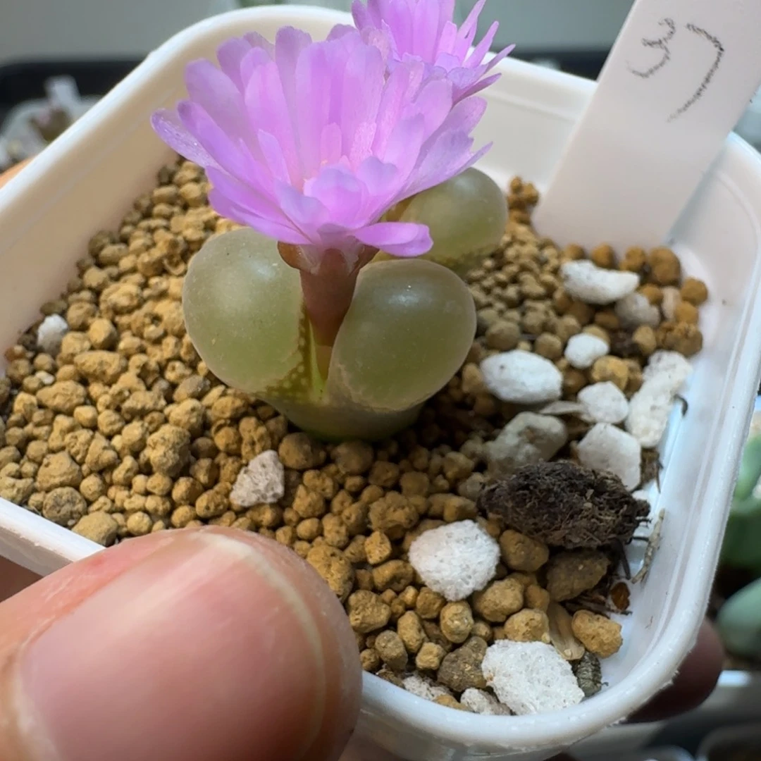 37.....1.9/1.5   脱土发货......