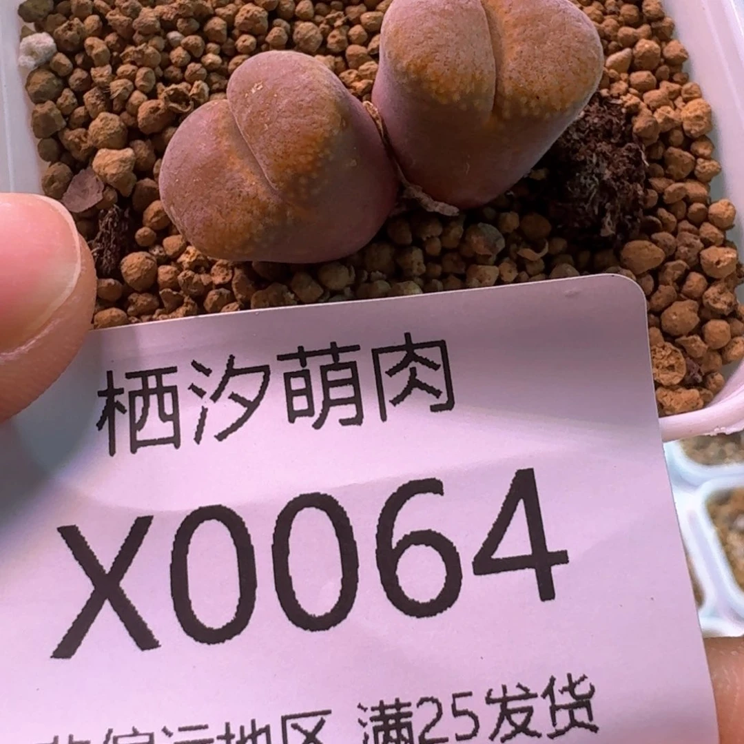 ?064.......脱土发货