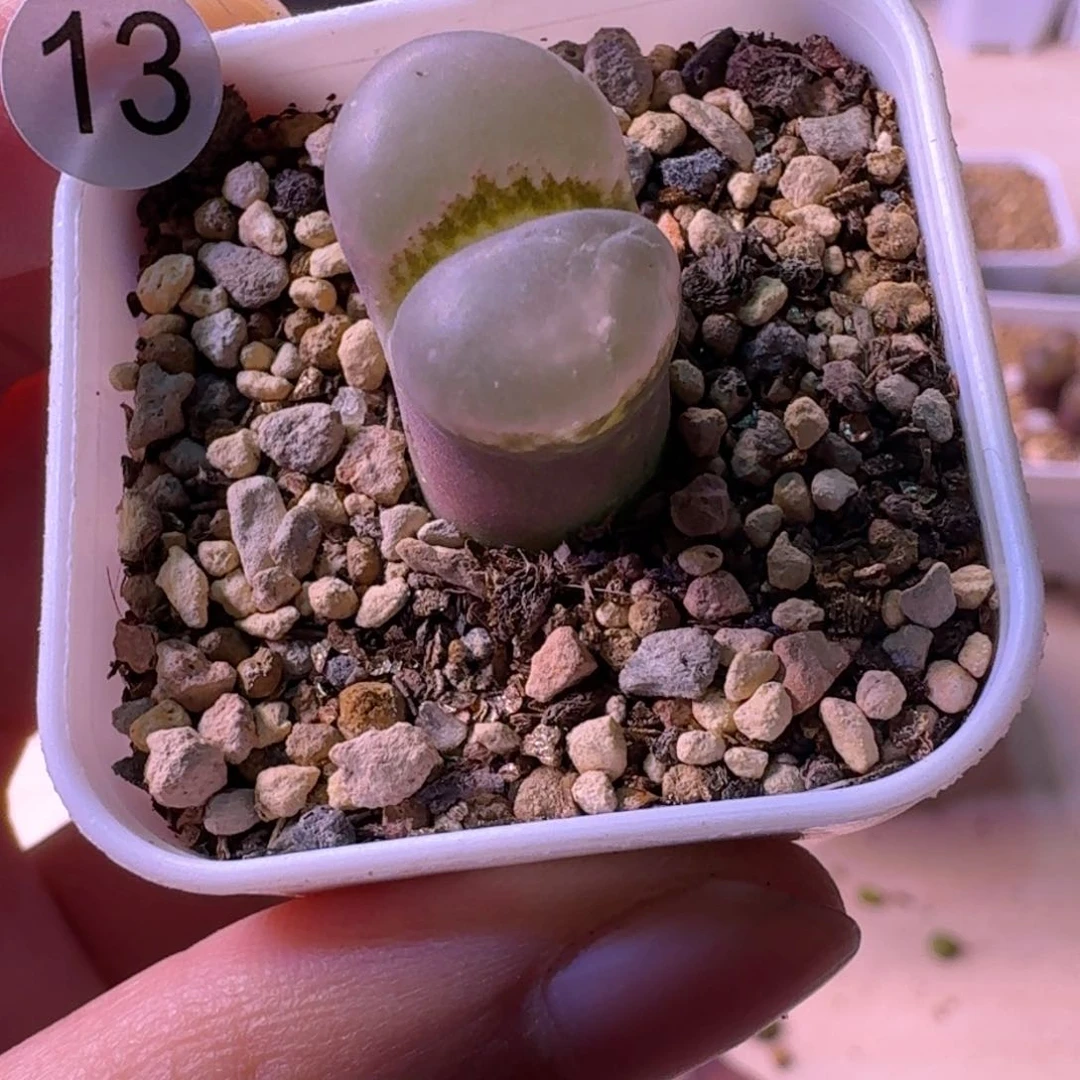 13......脱土发货...