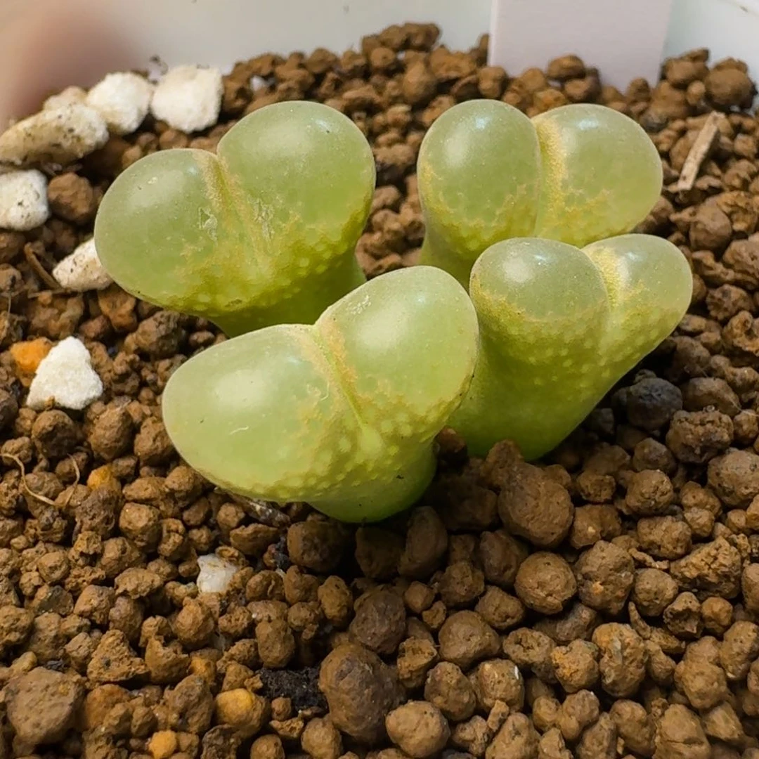 20......脱土发货......