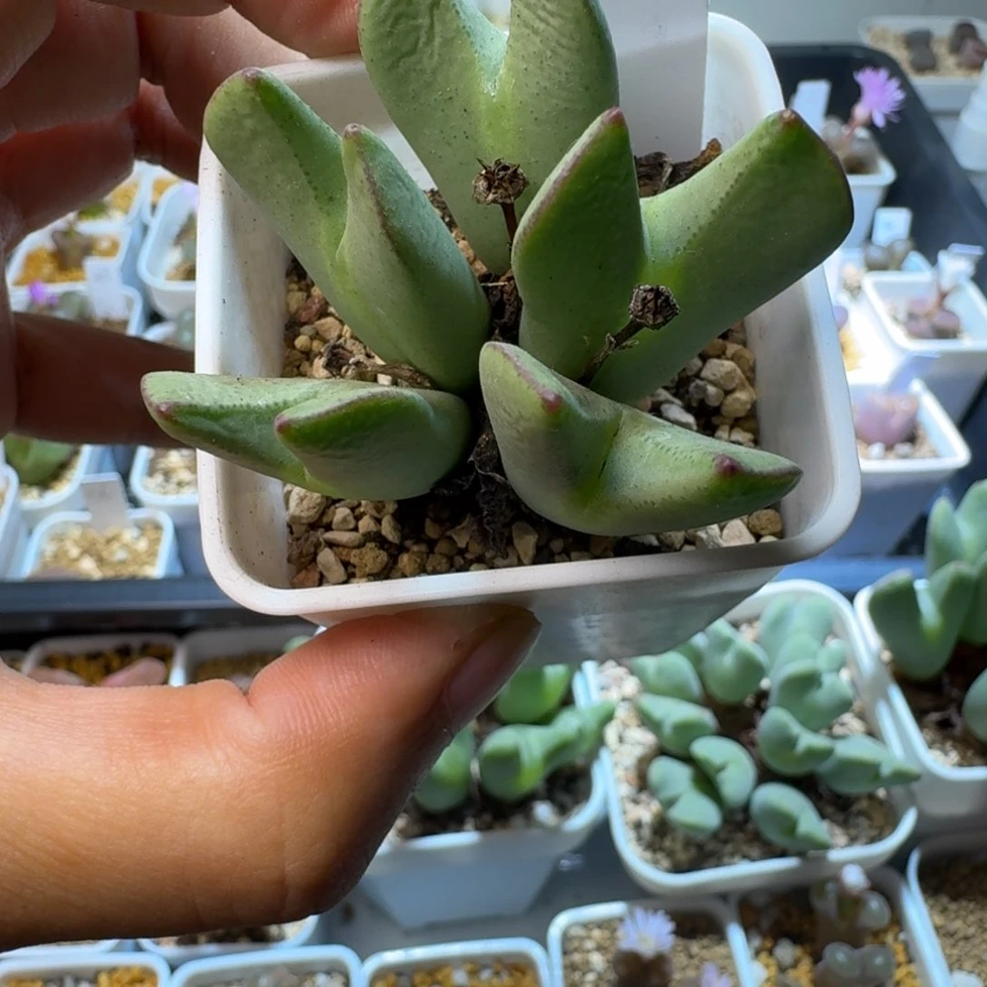 小*勇39........带土球发货.....