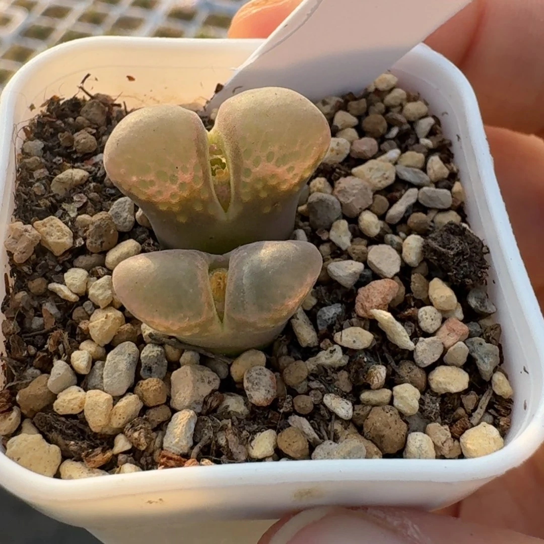 28......脱土发货....