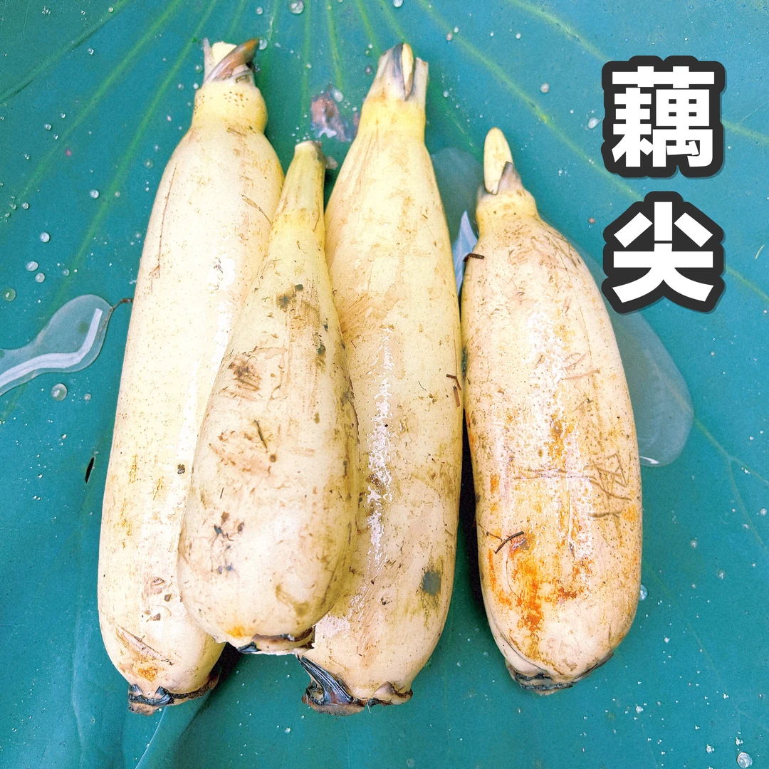 洪湖藕尖可做清炒现挖凉拌卤藕3斤、4斤新鲜优质清脆爽口不泡药水