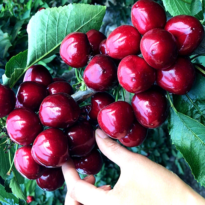 黑珍珠车厘子树苗拉宾斯桑提娜车厘子地盆栽南北方种植樱桃苗