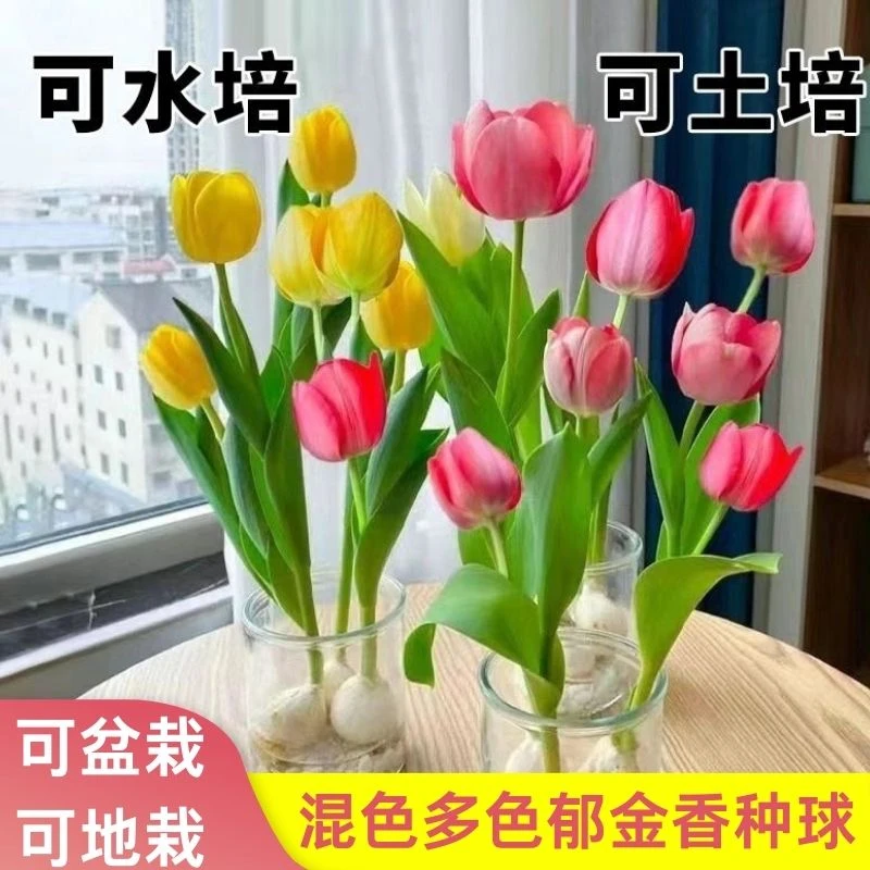 【9.9元多色郁金香种球】混色发货四季开花阳台盆栽植物开花种球