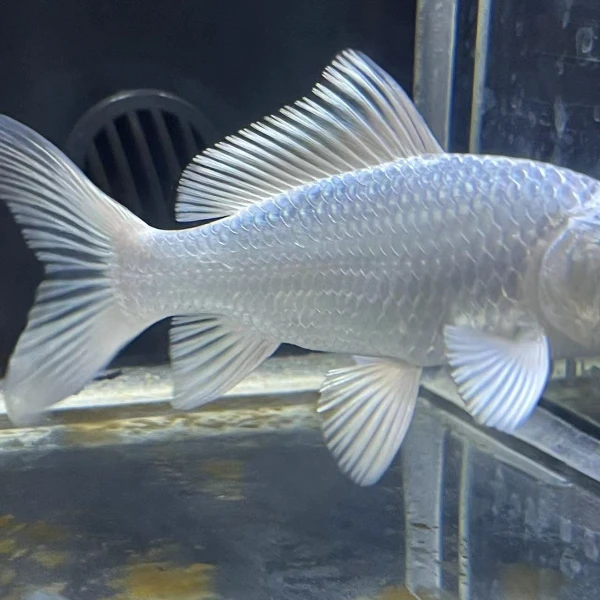 20厘米左右厘米亚成普身普短蝴蝶鲤广温鱼包邮包活（高货）