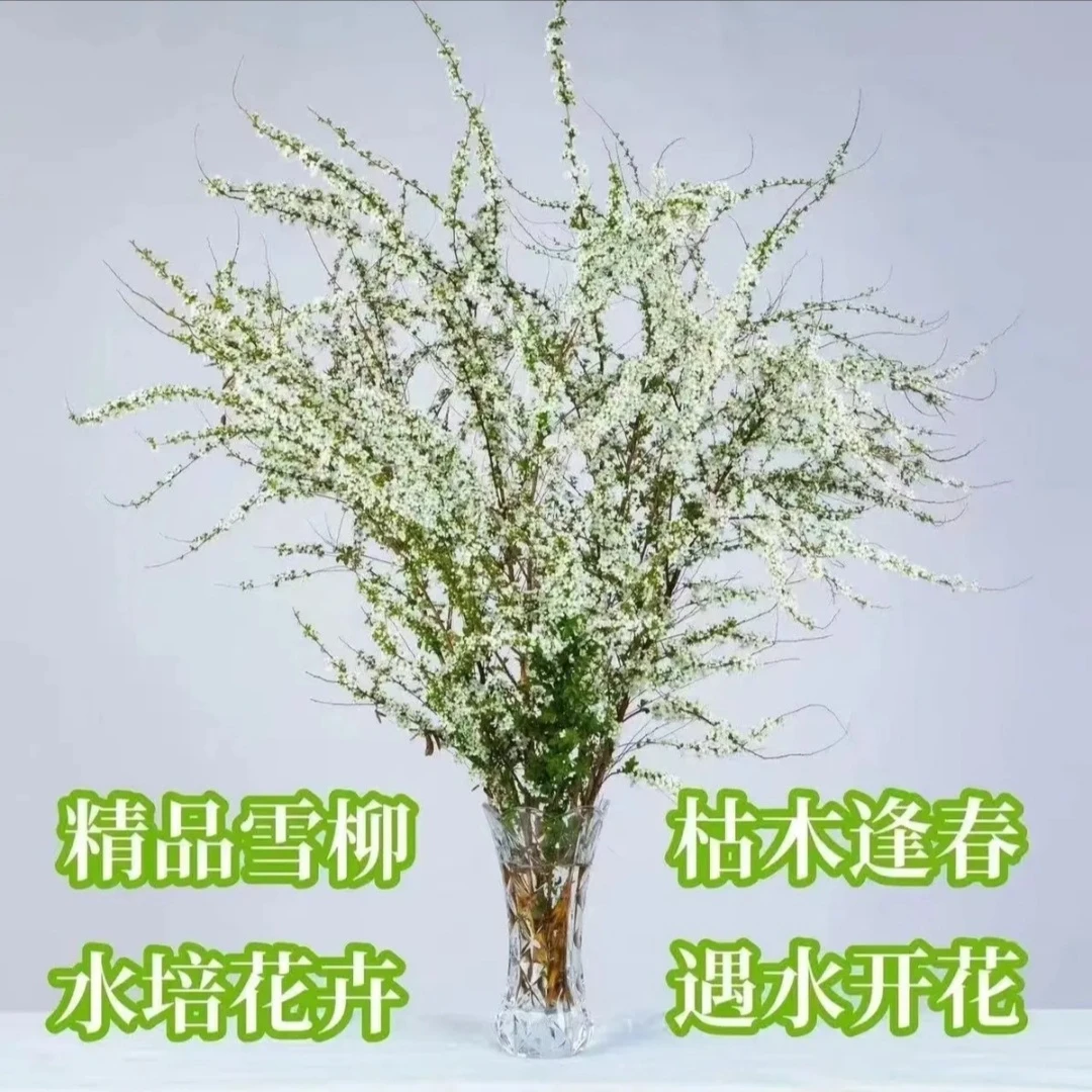 网红款鲜枝雪柳泡水开花水培冬季耐寒花卉干枝遇水家居室内绿植