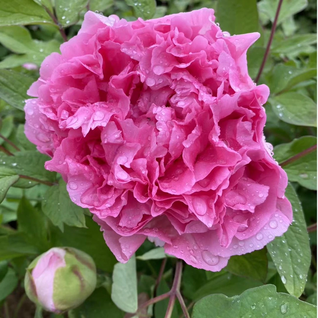 菏泽鲜花牡丹鲁粉