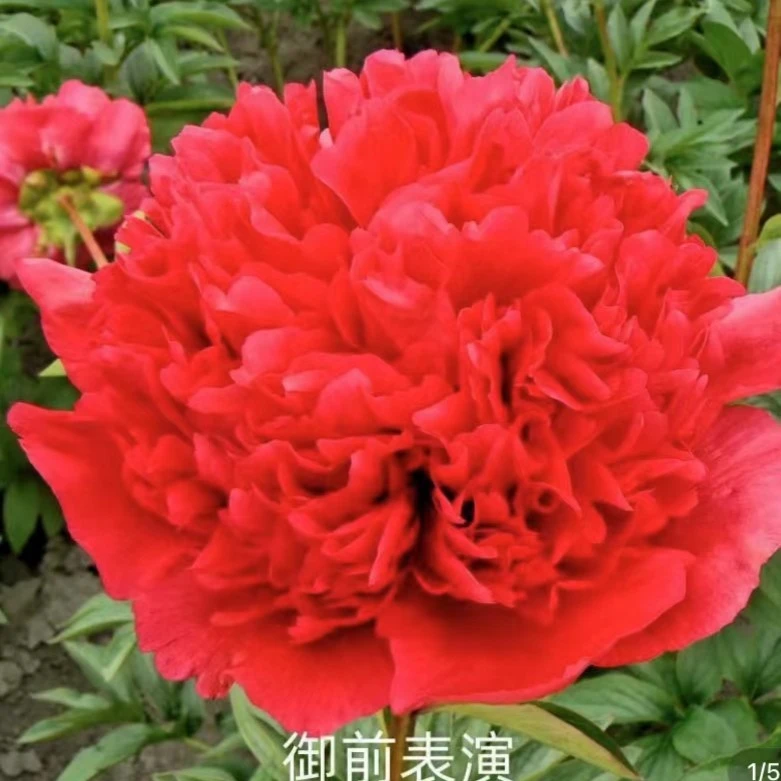 芍药御前表演鲜花鲜切花