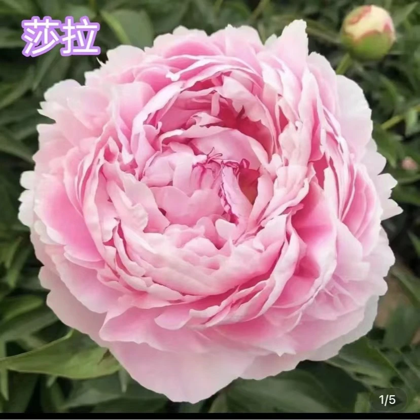 精品芍药莎拉鲜花