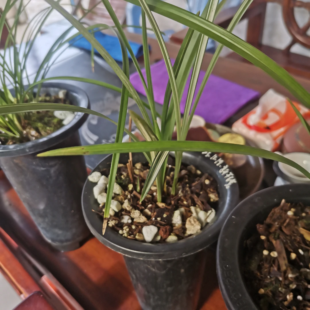 新干线春剑花艺双全的铭品