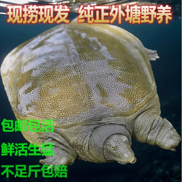 生态外塘野养10年食用八字骨老甲鱼中华老鳖王八团鱼水鱼包邮包活