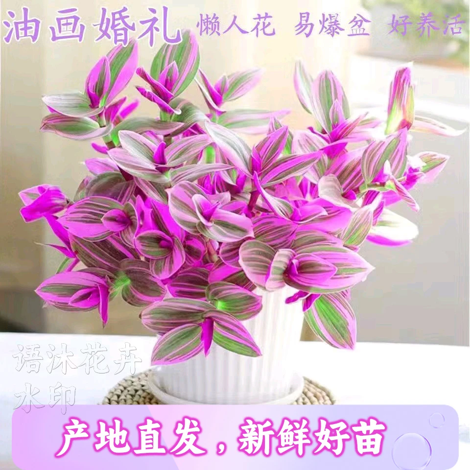 正宗油画婚礼吊兰观赏花卉油画四季开花易活多肉植物紫色桌面水培