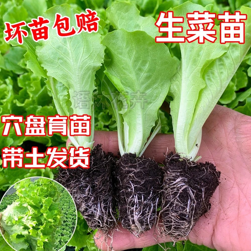 四季南方生菜意大利生菜苗奶油紫叶生菜辣椒秧苗黏玉米秧苗玉米
