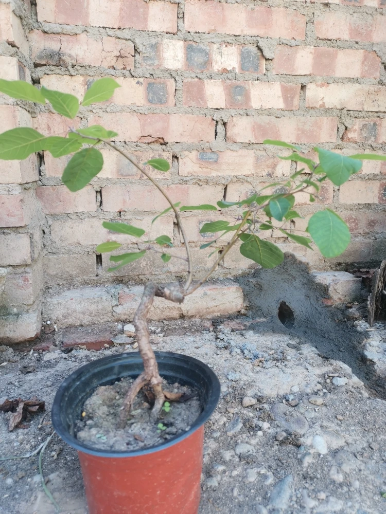 2 香山红叶黄栌。直播间竞价。一物一价