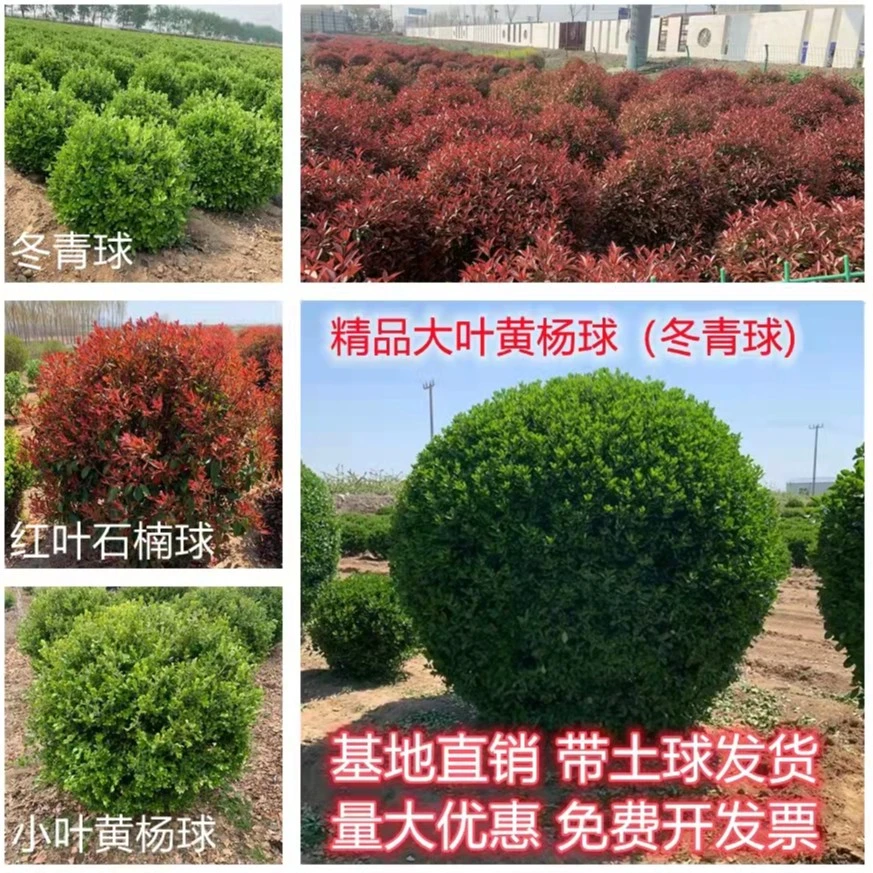 【球类植物】庭院球植物冬青球黄杨球红叶石楠球四季带叶精品带土