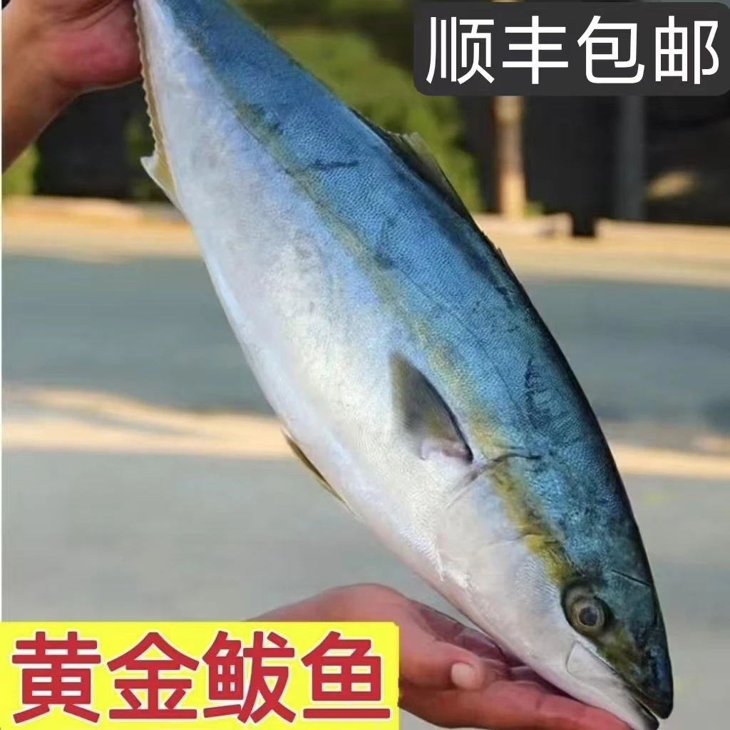 【顺丰冷链】黄金鲅鱼黄鰤鱼青甘鱼低温速冻新鲜野生海鲜鲅鱼整箱s