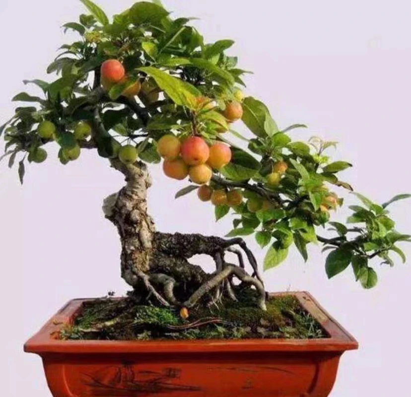 海棠老桩多年生，精品盆景造型，造型美观一季观花三季观果一物一拍