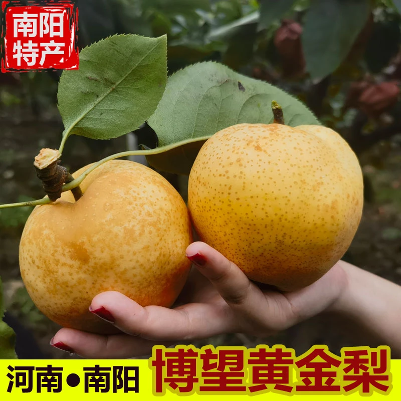南阳特产博望黄金梨河南方城恩施雪梨新鲜水果黄皮梨子5斤/9斤