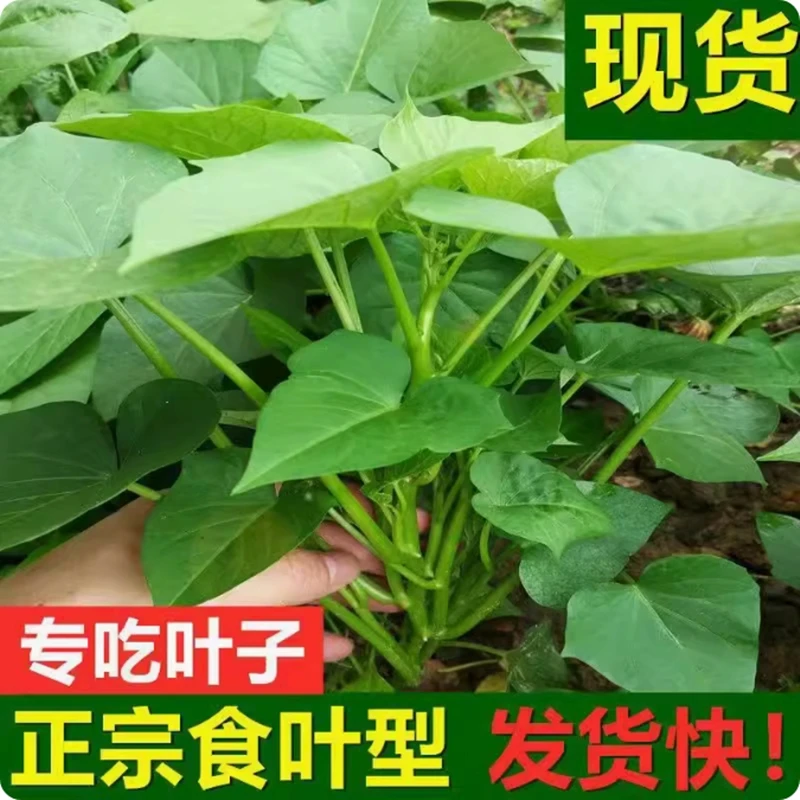 食用叶型红薯苗地瓜叶六鳌红蜜薯福薯18号吃叶番薯苕尖台农71蔬菜