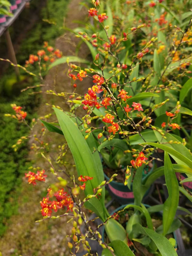 梦香兰（橘红色) 精品兰花绿植盆栽