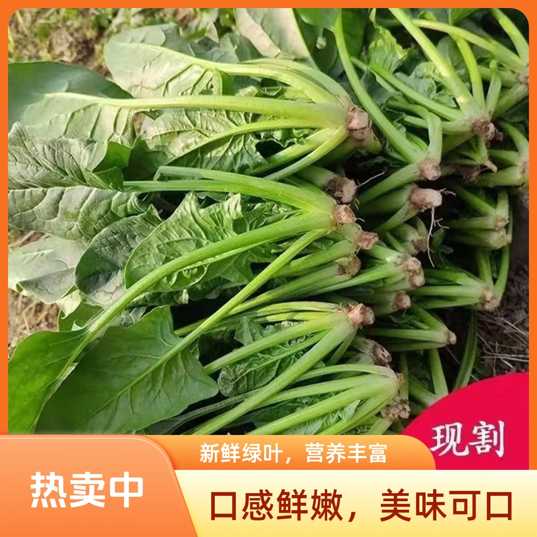 河南霜打矮杆趴地菠菜