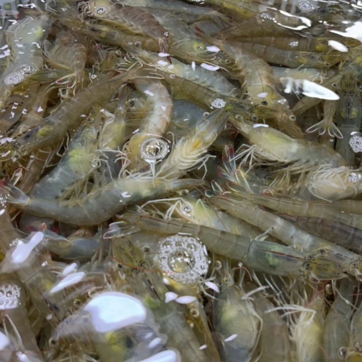【大号】海白虾活虾现货-250g