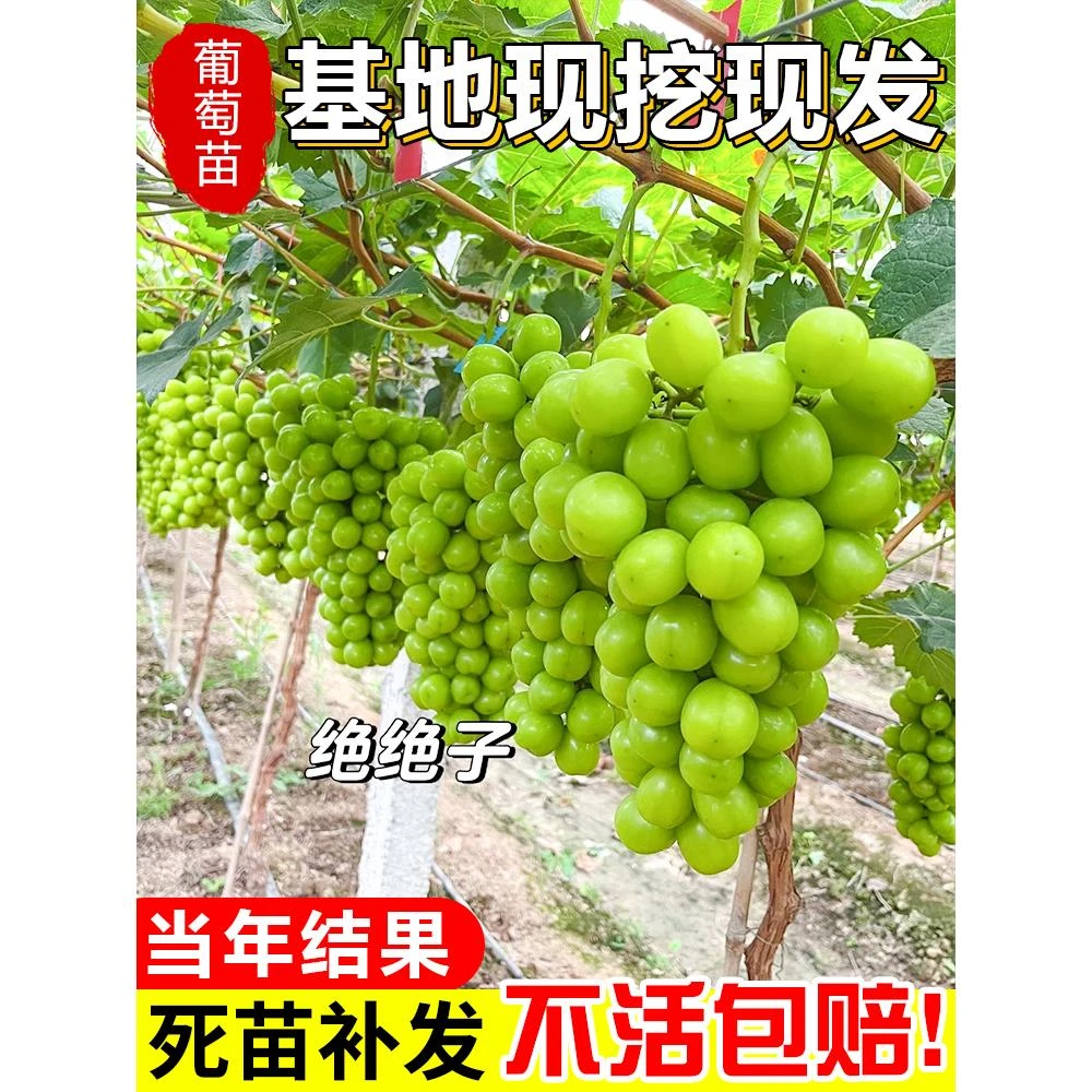 葡萄树苖特大巨峰无籽阳光玫瑰葡萄苗蓝宝石南爬藤北方种果树树苗