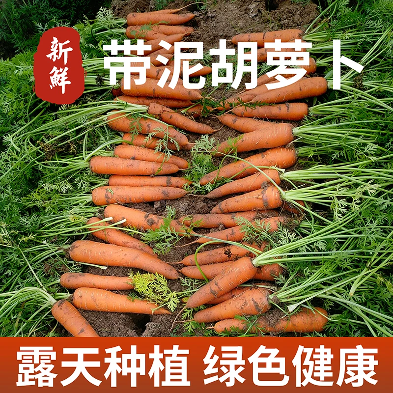 【脆甜胡萝卜】先挖现发当季沙地5斤/9斤新鲜蔬菜脆甜水果可口L28