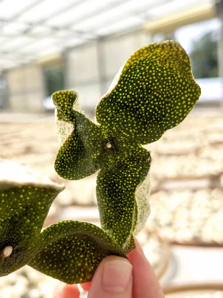 【梅江塞口围原枝老树大青皮】2024年新会陈皮18年老树青皮