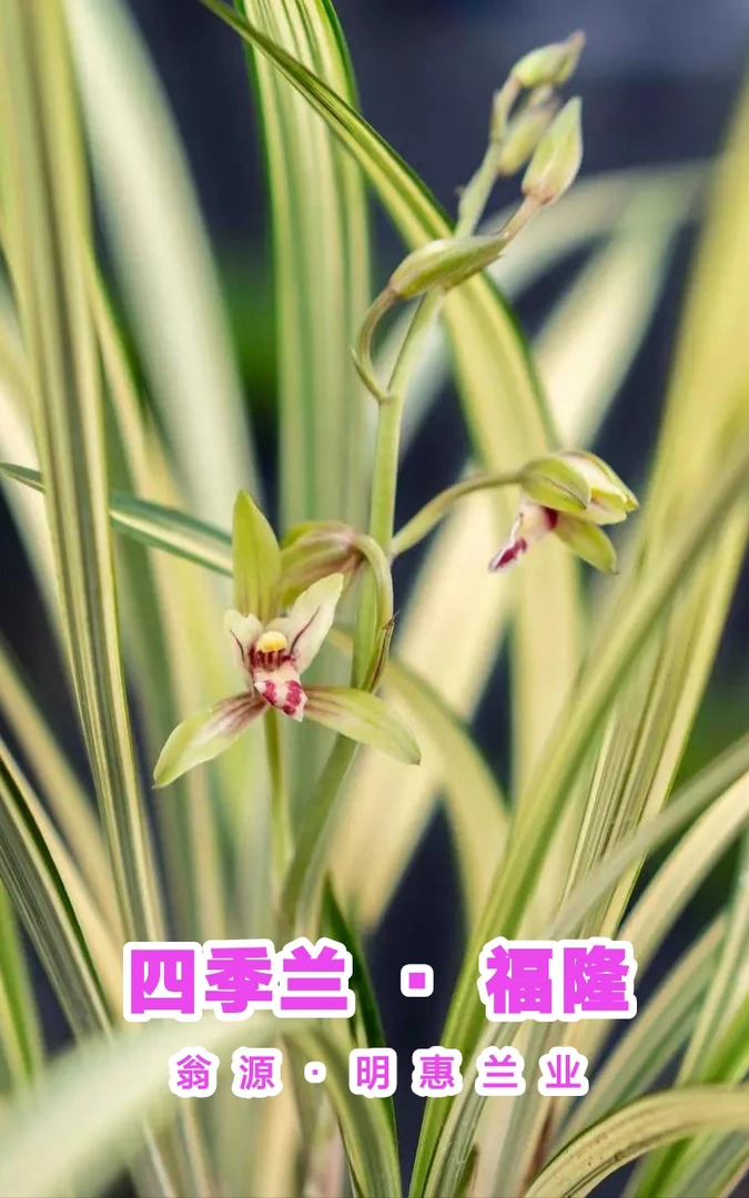 名贵兰花 国兰 四季兰 建兰 缟艺 中透艺 福隆 清香 浓香 幽香