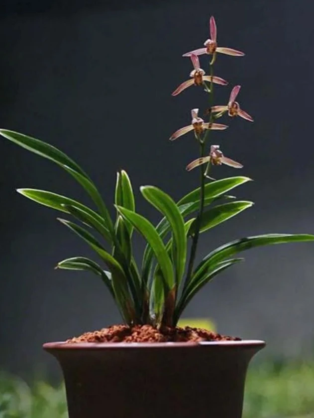 墨兰报岁兰矮种达摩清香幽香浓香兰花名品