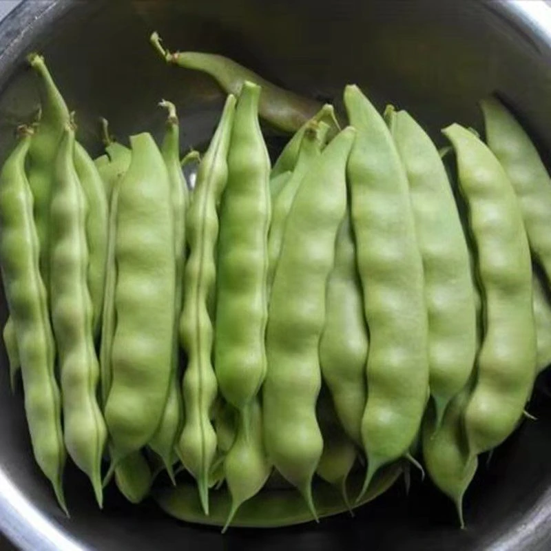 正宗东北新鲜蔬菜东北九月青油豆角顺丰空运2斤3斤4斤