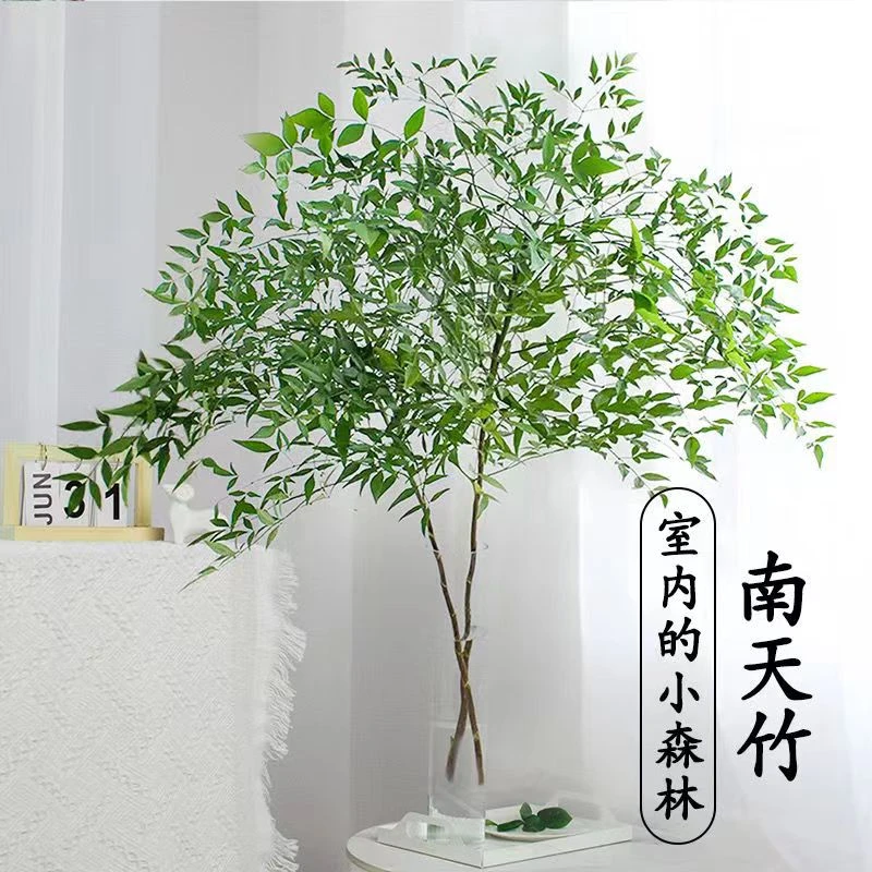 水养南天竹鲜切枝室内办公居家装饰水培绿植摆件