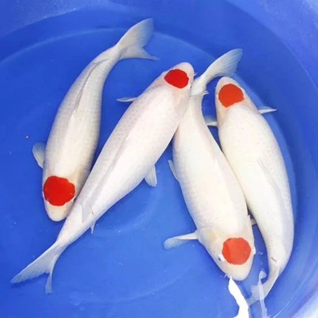 各种锦鲤 包邮 包活到家