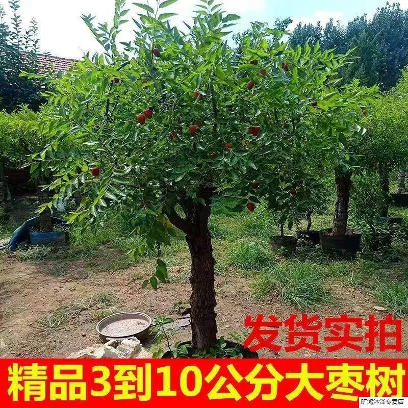 枣树活苗特大冬枣嫁接特大北方南方种植庭院葫芦枣树果树果苗盆栽