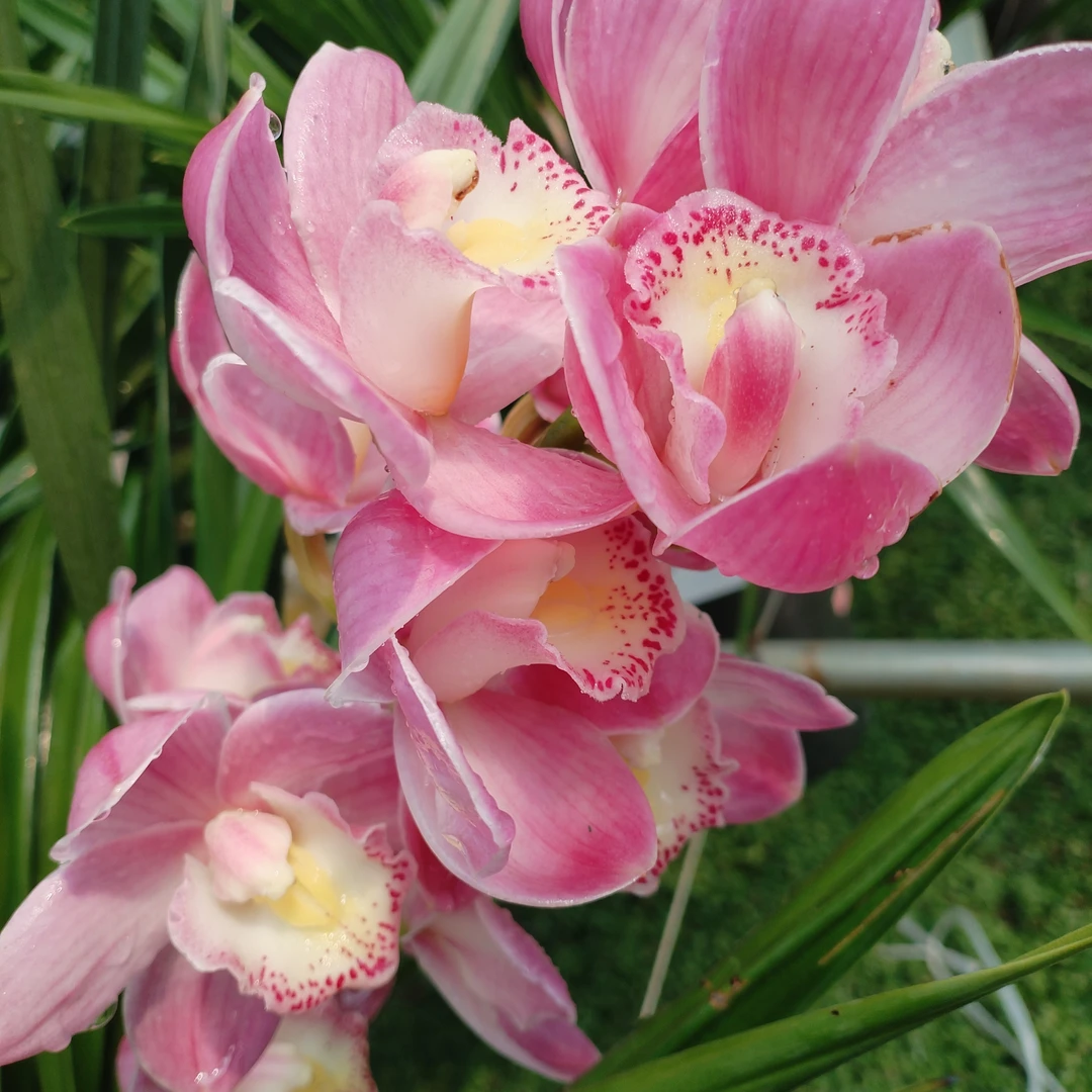 【量拍专用】大花蕙兰粉黛昆明基地直达