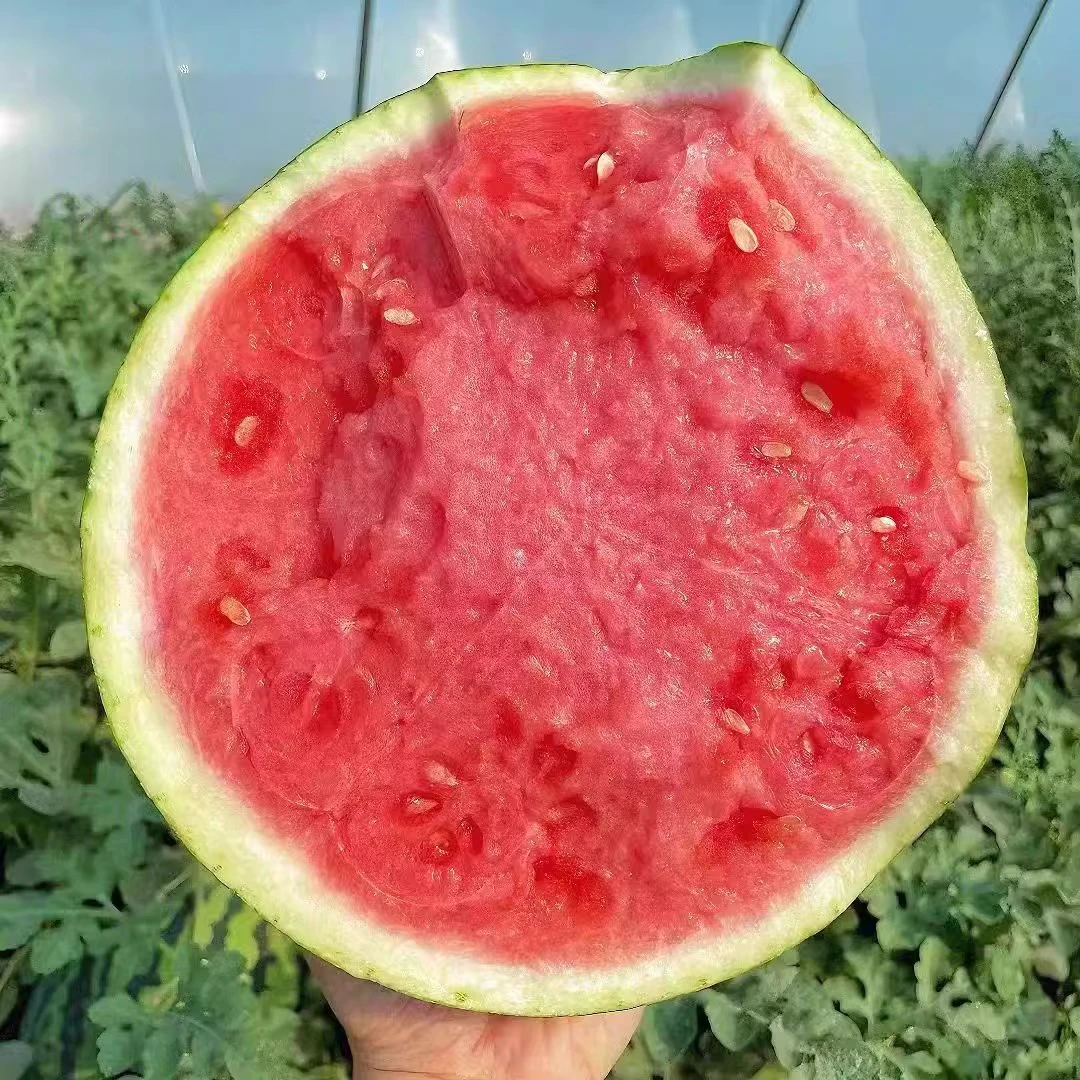 正宗云南麒麟西瓜当季薄皮手剥新鲜水果8424美都西瓜冰糖清甜多汁