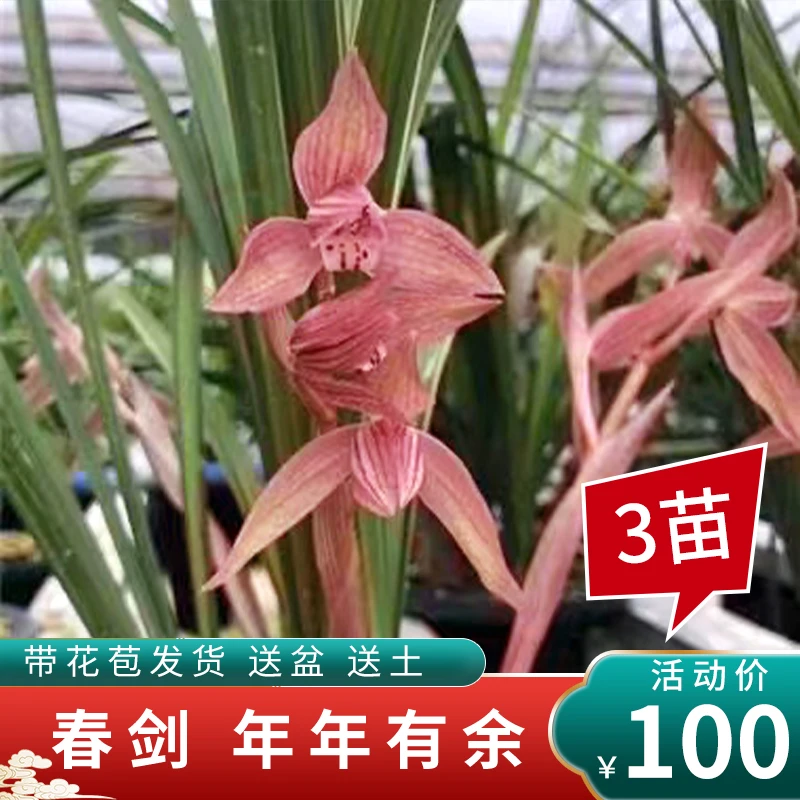 兰草汇婷婷专享双十一活动福利：春剑年年有余 根好苗壮带花苞发货