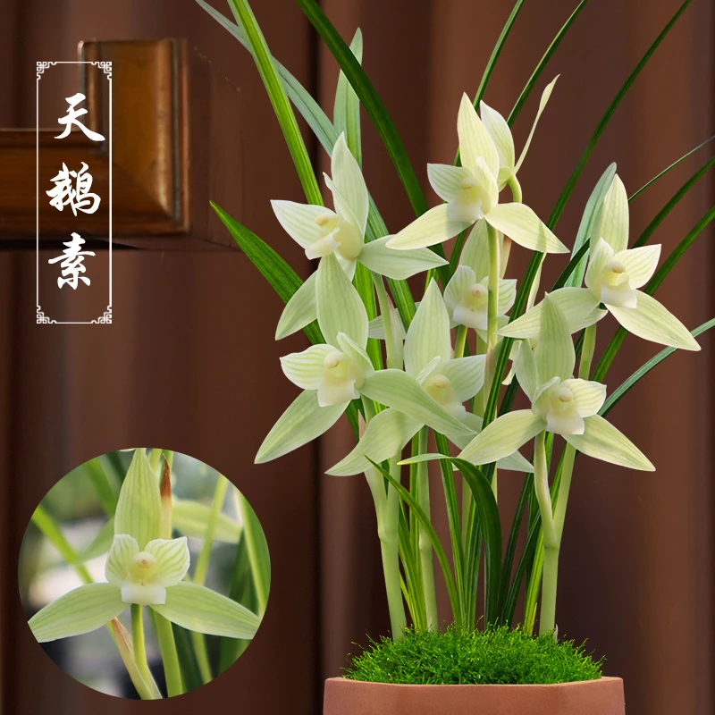 兰草汇春剑名品天鹅素幽香室内盆栽植物兰花
