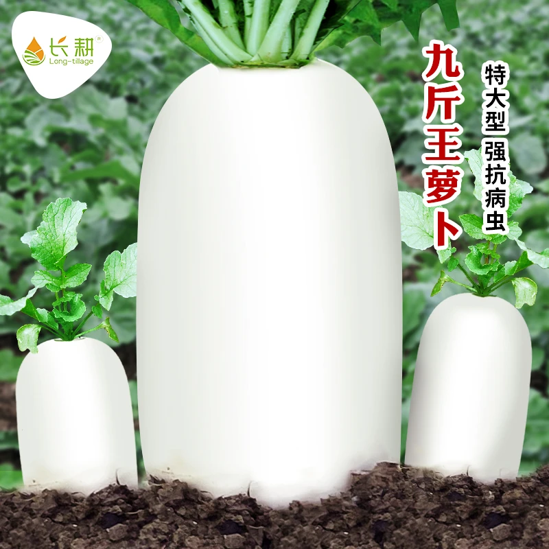 九斤王特大型萝卜种子白萝卜种籽春秋四季耐寒农家蔬菜籽种孑大全