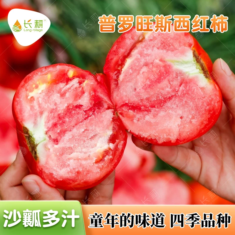 普罗旺斯西红柿种子水果番茄种籽高产四季播荷兰进口番茄蔬菜种孑